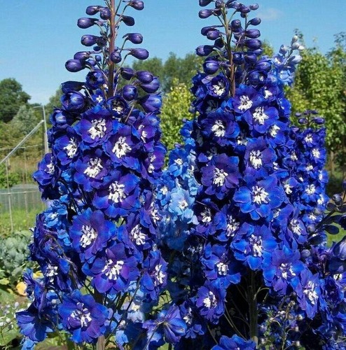 Delphinium seёds circa 65 - seёds,,