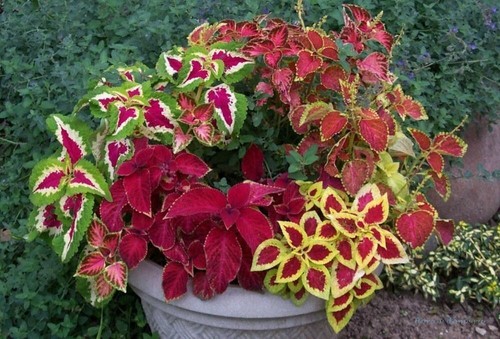 Coleus seёds circa 100 - coleus, seёds,