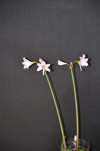 Hippeastrum idimae cardoso - hippeastrum,